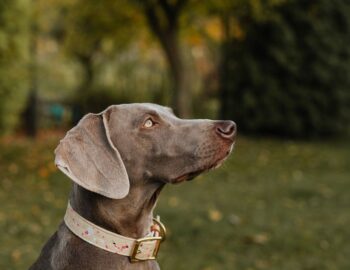 Een kleurrijke hond met een stijlvolle halsband en leash tijdens een wandeling in het park.