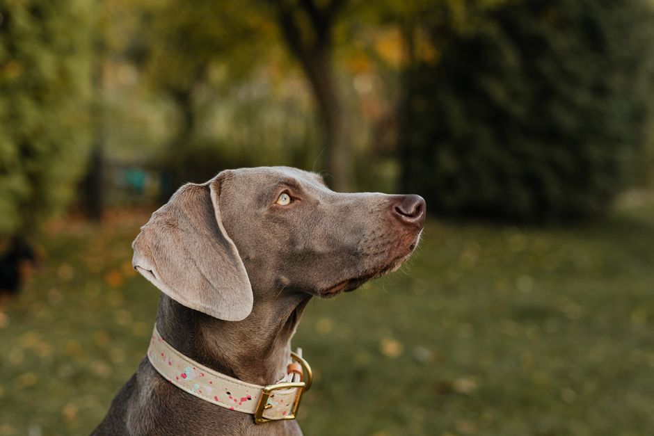Een kleurrijke hond met een stijlvolle halsband en leash tijdens een wandeling in het park.